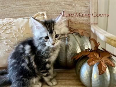 Silver - Maine Coon - Gallery Photo #1