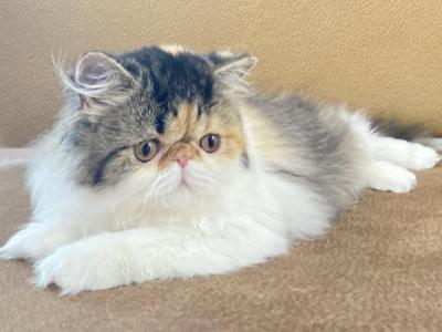 Baby Girl - Persian - Gallery Photo #1