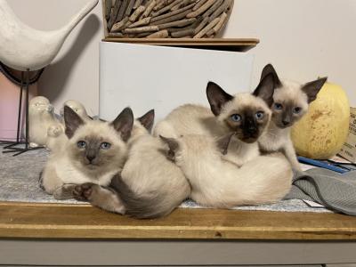 Cats - Siamese - Gallery Photo #1