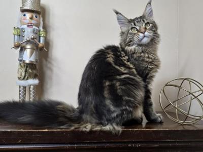 Alfa Maine Coon Female - Maine Coon - Gallery Photo #1