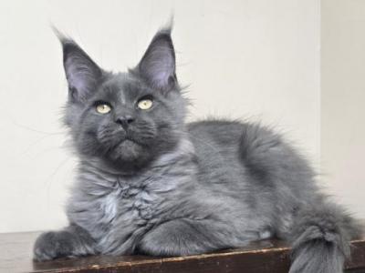 Varyag Maine Coon Male - Maine Coon - Gallery Photo #1