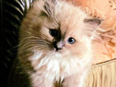 Coco's Kittens - Ragdoll - Gallery Photo #1