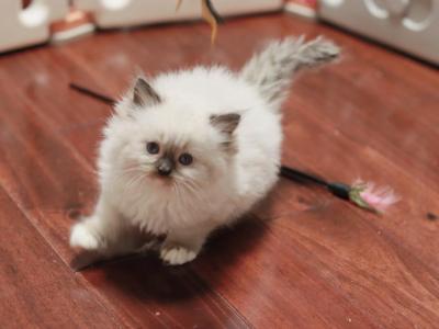 Seal Mitted Boy - Ragdoll - Gallery Photo #1