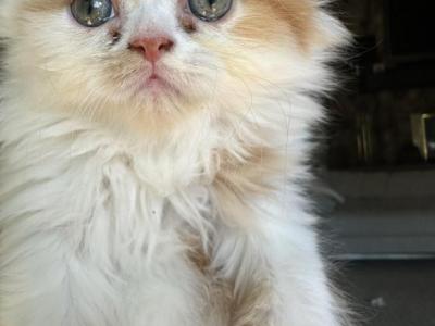 Orange Persian Kitten - Persian - Gallery Photo #1