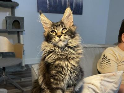 Thor - Maine Coon - Gallery Photo #1