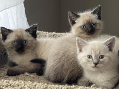 Fall Siamese Kittens - Siamese - Gallery Photo #1