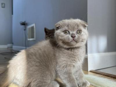 Daisy - Scottish Fold - Gallery Photo #1