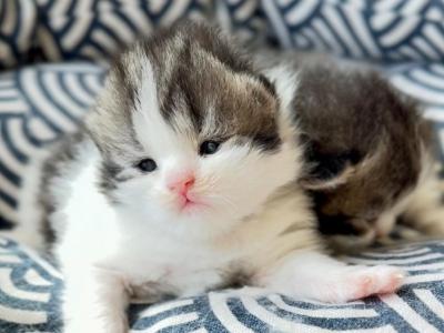 New Litter Waiting List - Scottish Fold - Gallery Photo #1