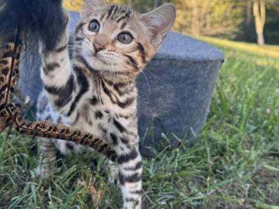 SlightlyWilde Shoji Skye - Bengal - Gallery Photo #1