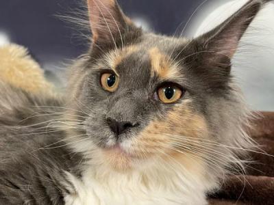 Zoey Blue Tortie - Maine Coon - Gallery Photo #1