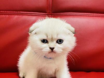 ALFIE SCOTTISH FOLD - Scottish Fold - Gallery Photo #1