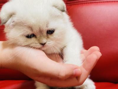 ALICE SCOTTISH FOLD - Scottish Fold - Gallery Photo #1