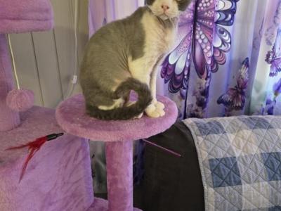 Ace - Devon Rex - Gallery Photo #1