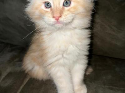 Litter 3 - Maine Coon - Gallery Photo #1