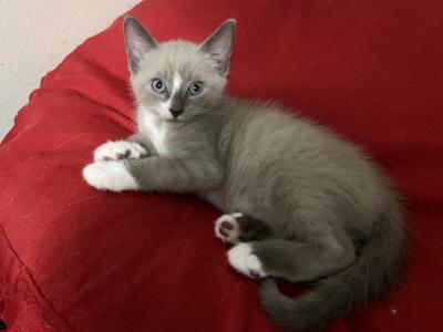 Kisa - Ragdoll - Gallery Photo #1