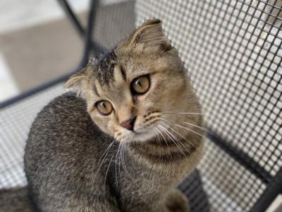 Scottish Fold Purebred Girl - Scottish Fold - Gallery Photo #1