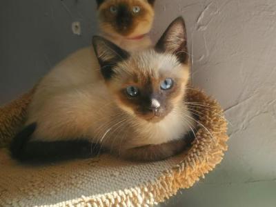 Seal And Blue Point Siamese Kitten's - Siamese - Gallery Photo #1