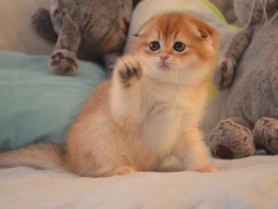 Scottish Fold Golden Chinchilla Fiona - Scottish Fold - Gallery Photo #1