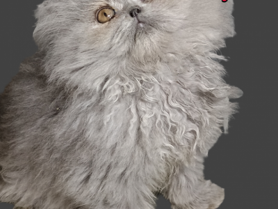 Cfa Blue Persian Girl Kitten - Persian - Gallery Photo #1