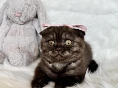 Brown Scottish Fold Kittens - Scottish Fold - Gallery Photo #1