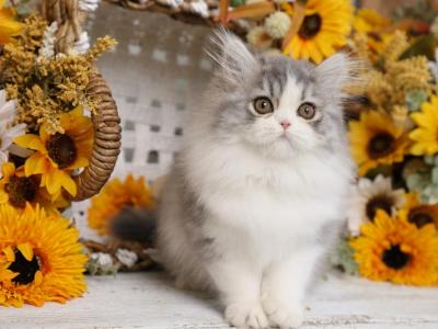 Stormy - Persian - Gallery Photo #1