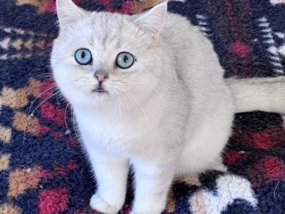 Blue Eyed Boy Mozart - British Shorthair - Gallery Photo #1