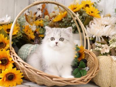 Panda - Persian - Gallery Photo #1