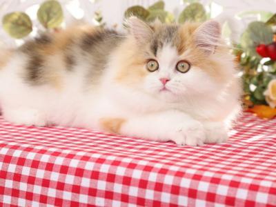 Calico Kittens - Persian - Gallery Photo #1