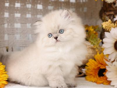 Himalayan Kittens - Himalayan - Gallery Photo #1