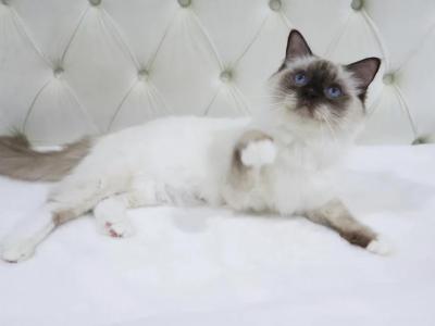 Belle Tica & Tca Registered Ragdoll - Ragdoll - Gallery Photo #1