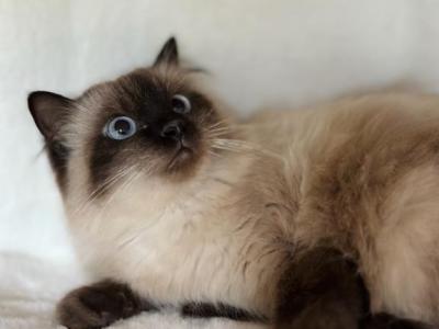 Minnie Tca Registered Female Ragdoll Seal Point - Ragdoll - Gallery Photo #1