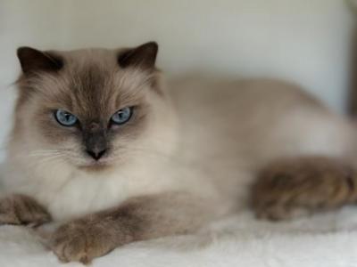 Tca Registered Female Ragdoll Blue Point Lily - Ragdoll - Gallery Photo #1