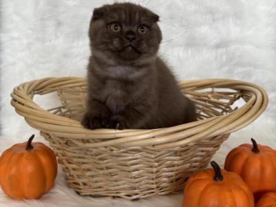 Chocolate Scottish Fold Male Kitten - Scottish Fold - Gallery Photo #1