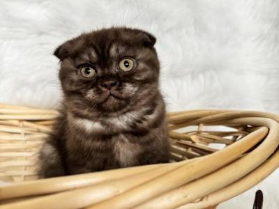 Mocha Scottish Fold Female Kitten - Scottish Fold - Gallery Photo #1