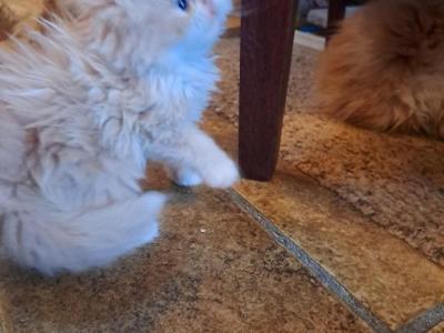 WIGGLES Litter - Persian - Gallery Photo #1