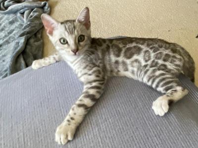 Snows Bengals - Bengal - Gallery Photo #1