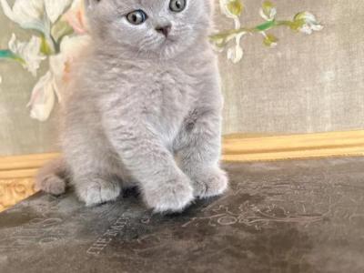 BRITISH SHORTHAIR KITTENS GIRL - British Shorthair - Gallery Photo #1