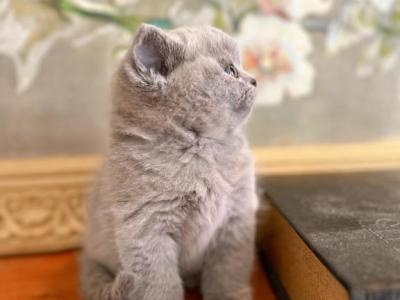 BRITISH SHORTHAIR KITTENS BOY - British Shorthair - Gallery Photo #1