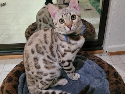 Cali - Bengal - Gallery Photo #1