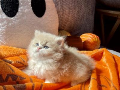 Lemon Meringue - British Shorthair - Gallery Photo #1