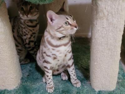 Mel - Bengal - Gallery Photo #1