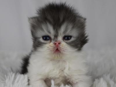 Echo - Persian - Gallery Photo #1