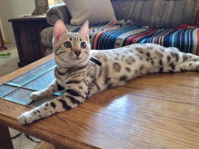 Cleo - Bengal - Gallery Photo #1