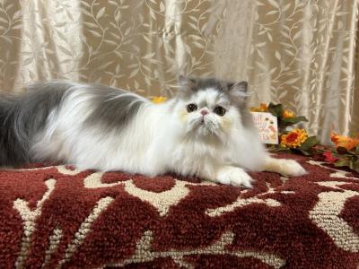 Blue Tabby & White Persian Female - Persian - Gallery Photo #1