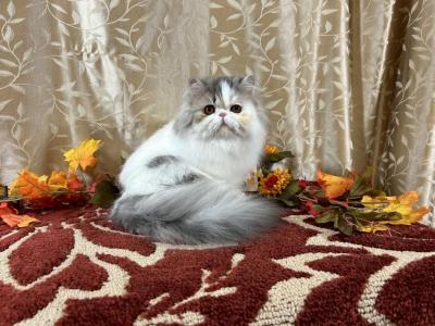 Blue Silver Tabby & White Persian Female - Persian - Gallery Photo #1