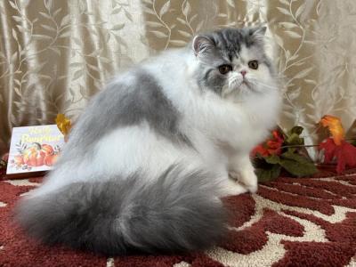 Silver Tabby & White Persian Female - Persian - Gallery Photo #1