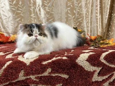 Brown Tabby & White Persian Male - Persian - Gallery Photo #1