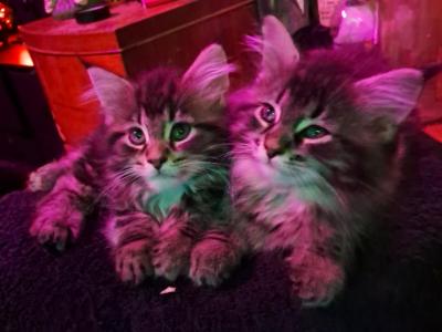 Ready Nov 4th 1 Male Left - Maine Coon - Gallery Photo #1