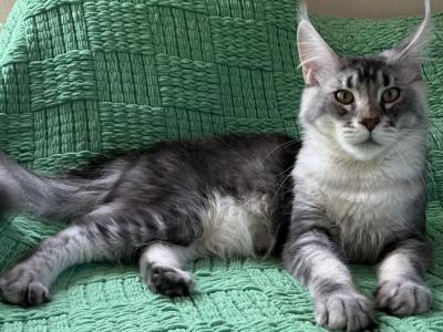 Zahar - Maine Coon - Gallery Photo #1