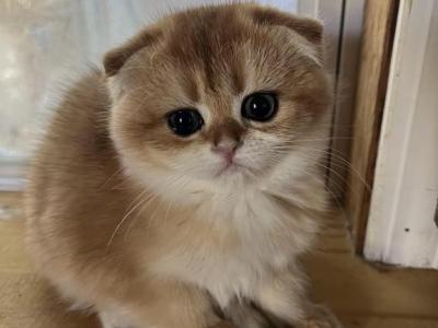 Pumpkin - Scottish Fold - Gallery Photo #1